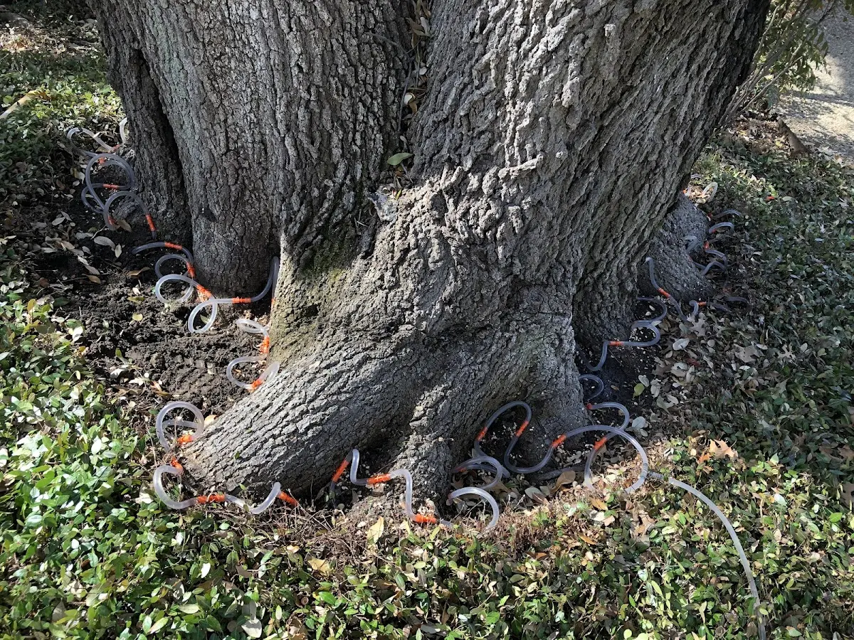 Detailed Tree Cabling and Bracing job site in Robertson